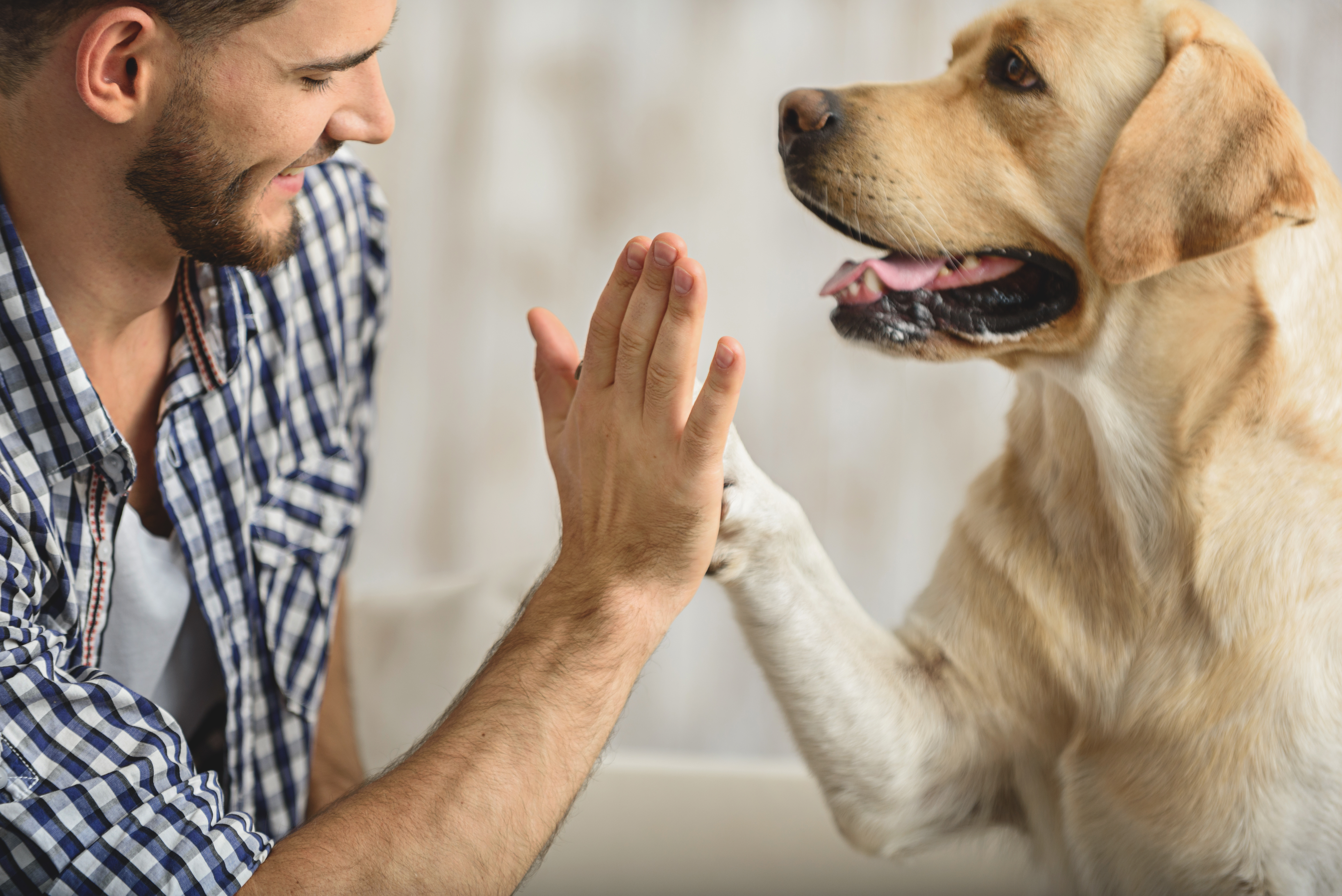 man holding dog's paw on a sofa, close up